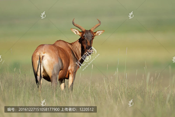 tsessebe羚羊
