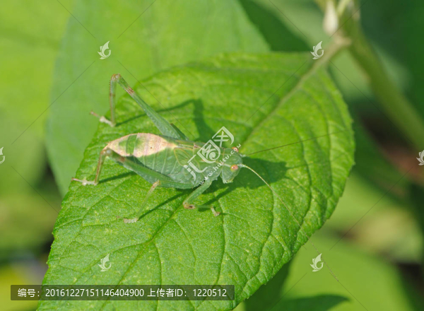 綠色蚱蜢