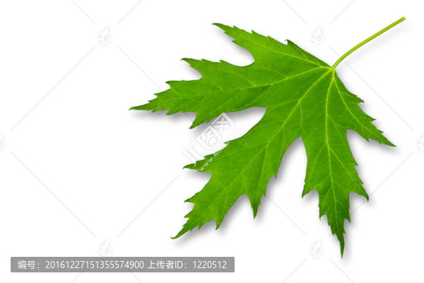 白楓上的綠葉