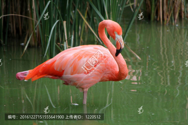 火烈鳥