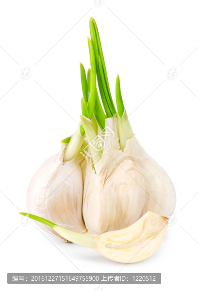 大蒜葉