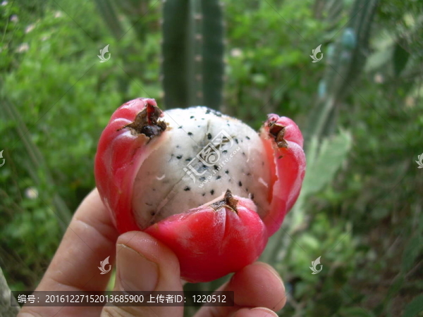 火龍果爆