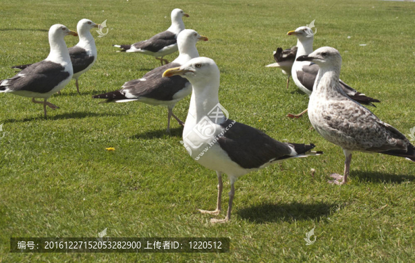 一群海鷗