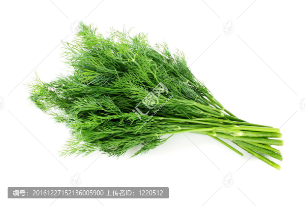 新鮮蒔蘿