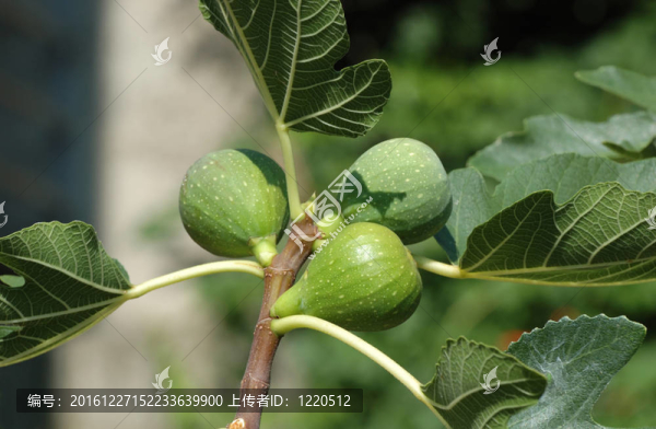 無花果樹的果實（Ficus,carica）