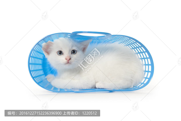 藍(lán)色籃子里的白色小貓