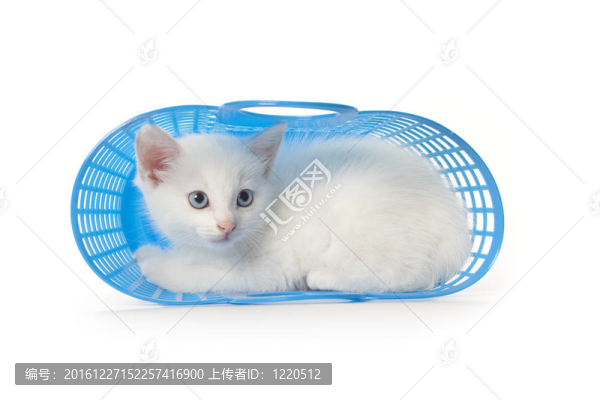 藍(lán)色籃子里的白色小貓