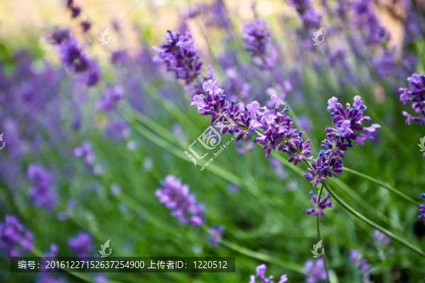 薰衣草