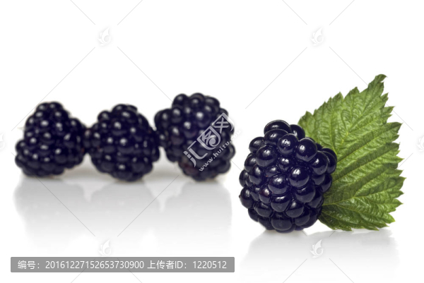 黑莓與綠葉隔離白色