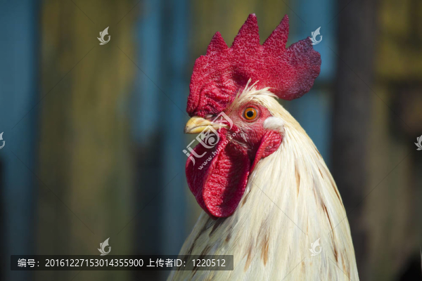 白色的公雞對(duì)著小屋的墻壁