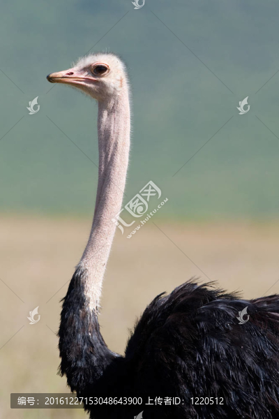 里的鴕鳥