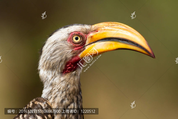 黃嘴犀鳥(niǎo)