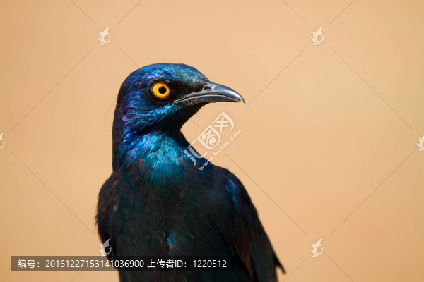 輝椋鳥