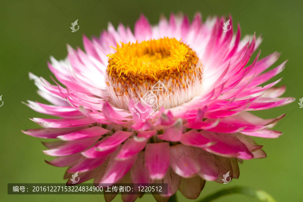 花的特寫(xiě)