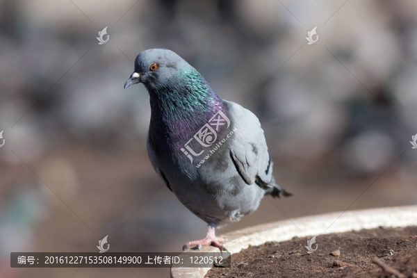 鴿子的肖像