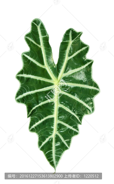 大葉子的植物