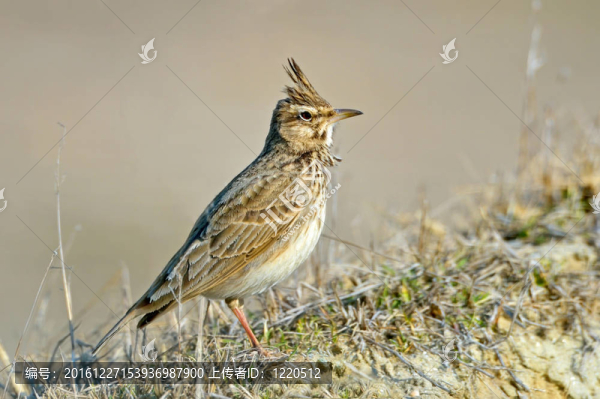 鳳頭百靈；Galerida,cristata