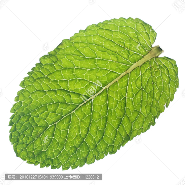 薄荷葉