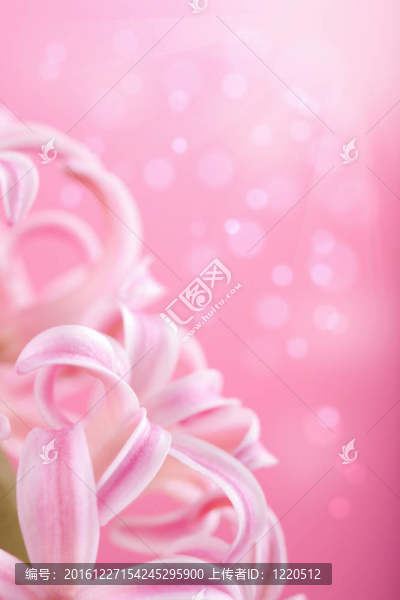 粉紅色的風(fēng)信子花