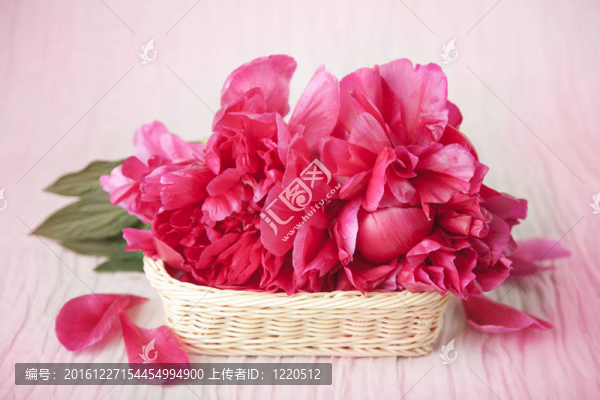 牡丹花