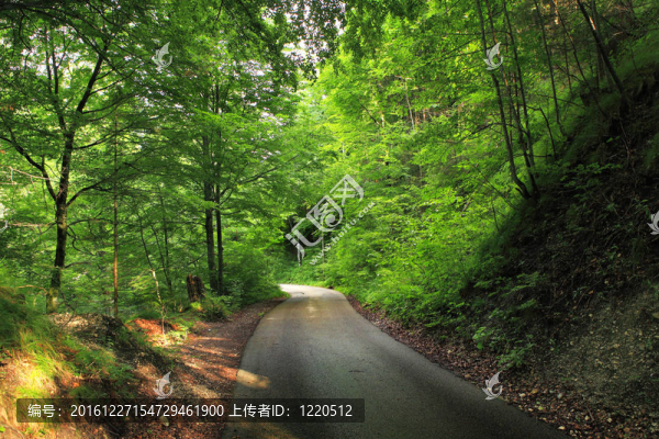 林間公路。德國。