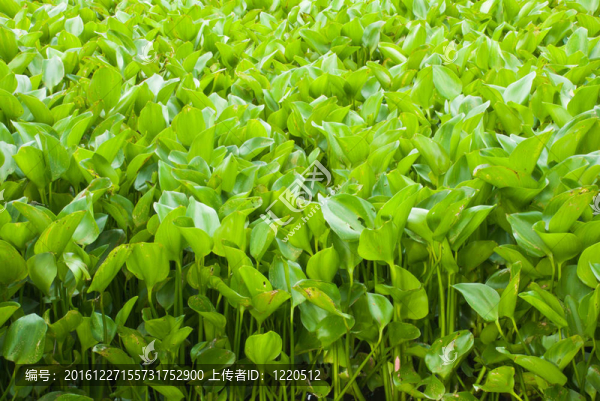 水葫蘆覆蓋池塘