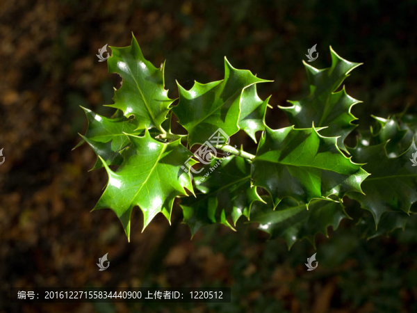 Green,Holly,Bush離開Winter