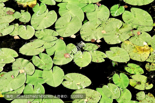 水百合
