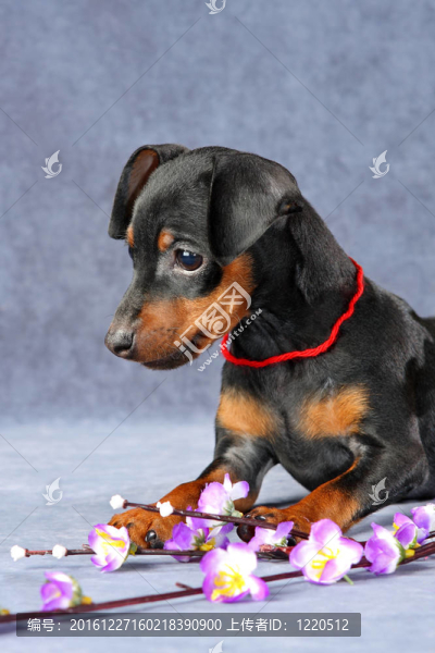 迷你杜賓犬的小狗