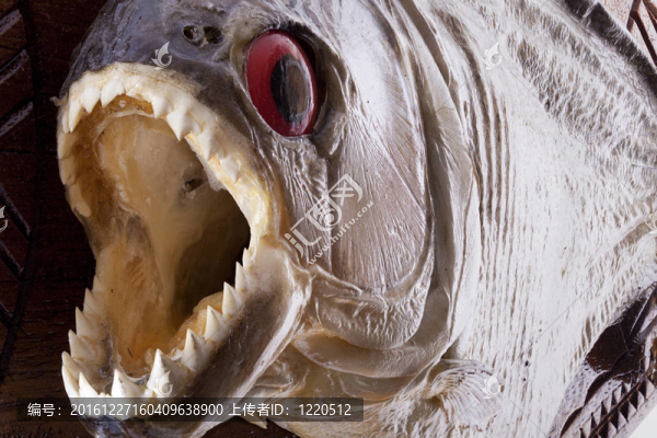 食人魚(yú)特寫(xiě)