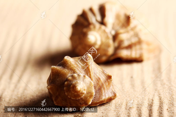 沙灘上的貝殼