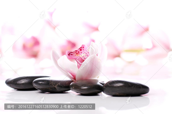 SPA石與美麗蘭花