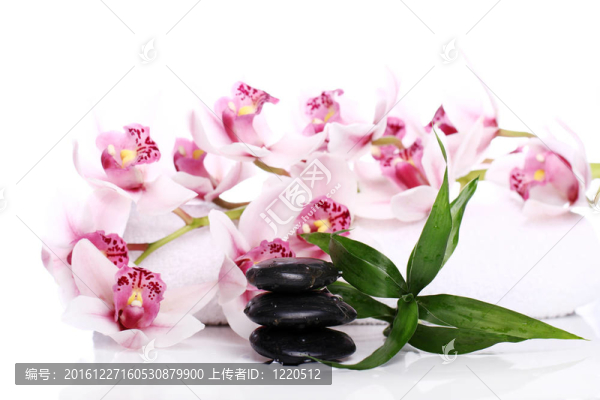 SPA石與美麗蘭花