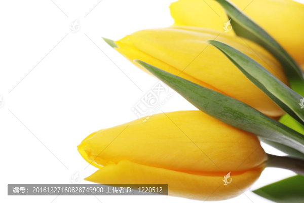 五顏六色的郁金香