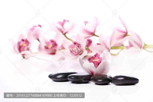 SPA石與美麗蘭花