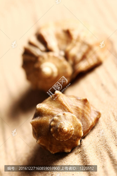 沙灘上的貝殼