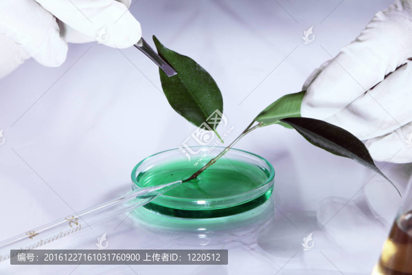 植物科學(xué)實驗