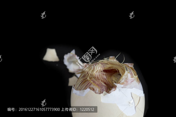 未出生的雞