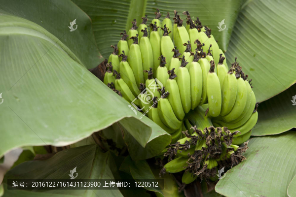 一串成熟香蕉