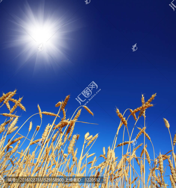 小麥在天空下的莖