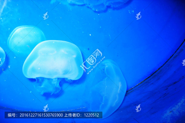 海里的魚