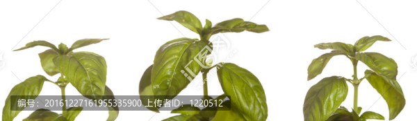 新鮮羅勒葉分離