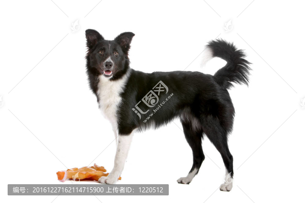 邊境牧羊犬
