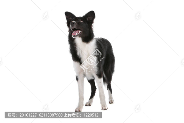 邊境牧羊犬