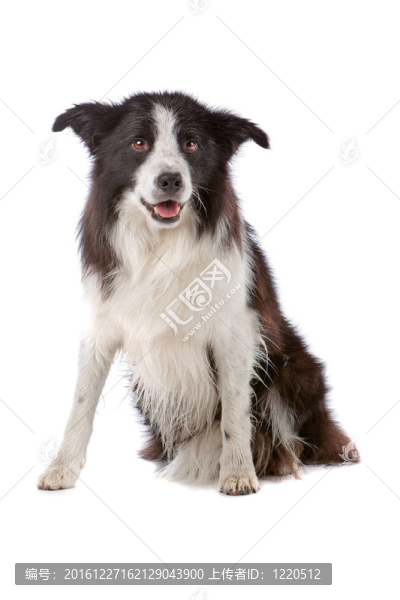 邊境牧羊犬