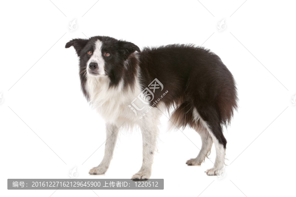 邊境牧羊犬