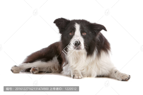 邊境牧羊犬