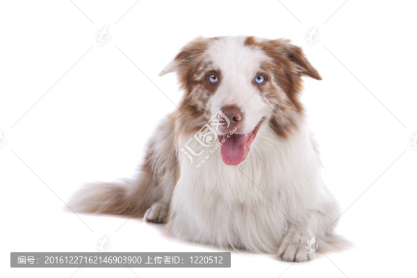 邊境牧羊犬