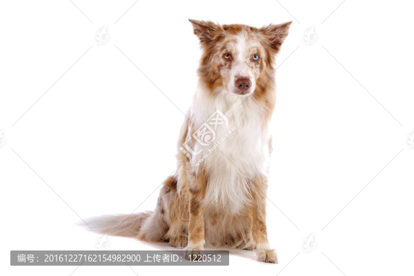 邊境牧羊犬