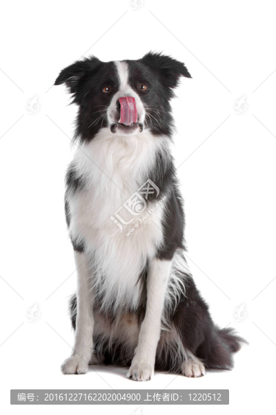 邊境牧羊犬